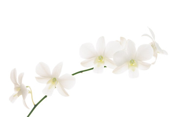 Branch of white orchids on white background.