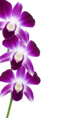 Purple orchids frame. Branch on white background.
