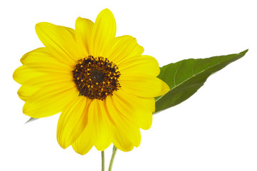 yellow ornamental sunflower isolated on white background