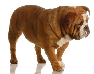 red brindle english bulldog walking