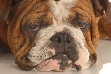 english bulldog face with a unhappy scowl