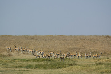 A herd of Thomson's Gazelles