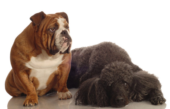 english bulldog and senior black standard poodle