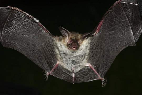 Long ear bat with open wings on black