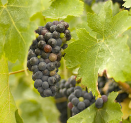 grapes