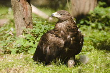 Eagle