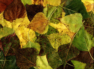 Many green autumn leaves are background
