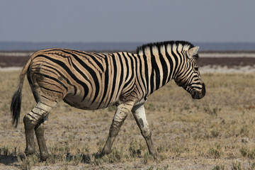 Steppenzebra (Equus quagga) im Etosha Nationalpark, Namibia