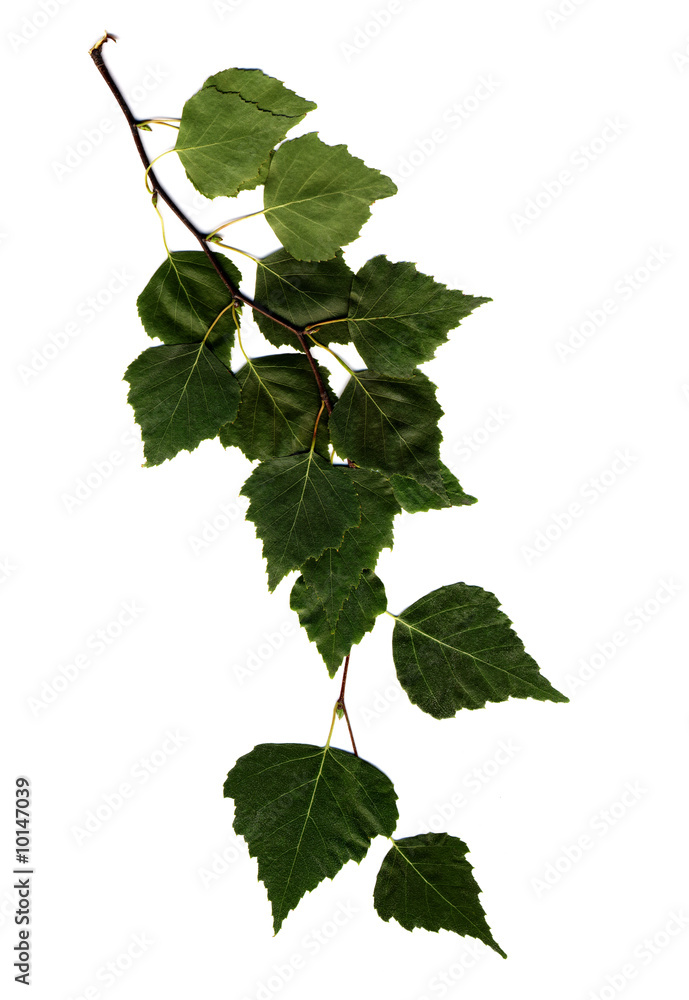 Canvas Prints birch branch isolated on white background