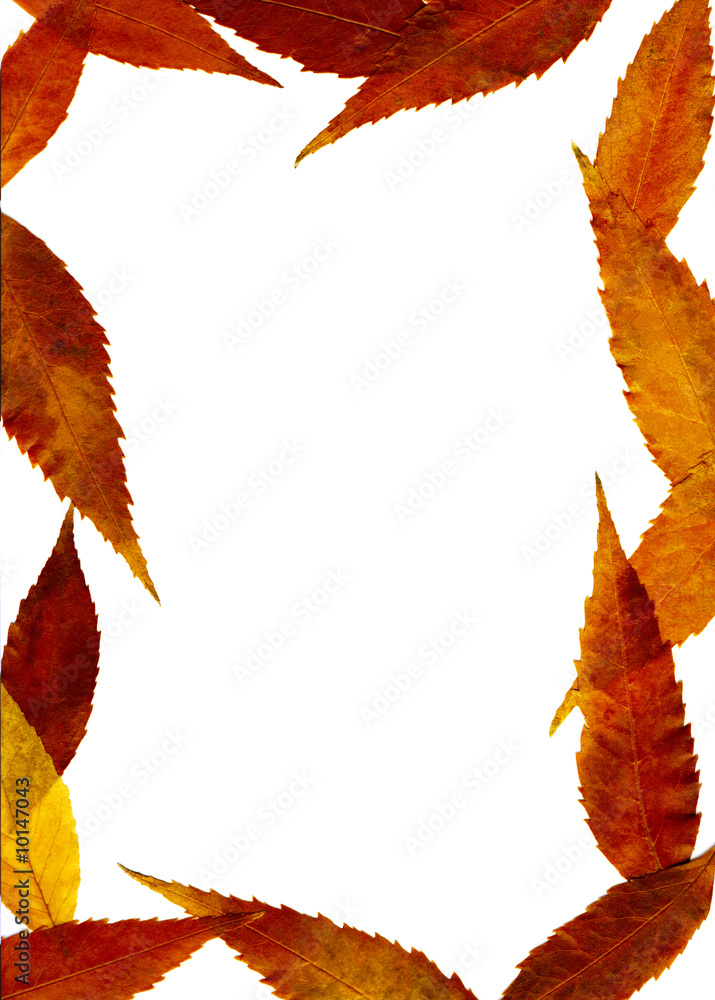 Canvas Prints autumnal framework with the orange and red leaves.