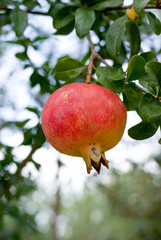 pomegranate on tree branch