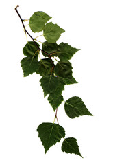 Birch branch isolated on white background