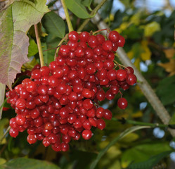 Bunch of ripe wild Red Currants.