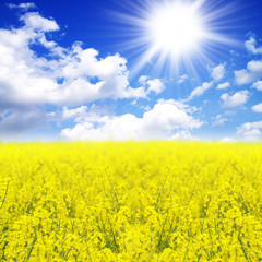 Sonne, Himmel und Rapsfeld