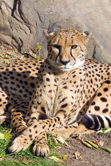Wild cat a cheetah taking place in a zoo