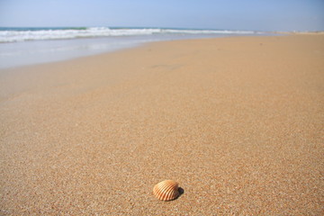Muschel am Strand