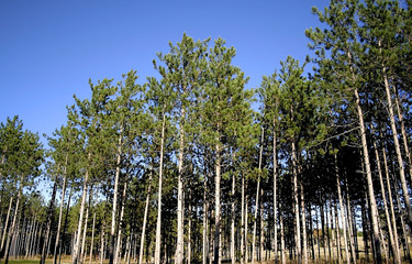 Tall Pine Trees