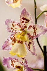 suggestiva orchidea