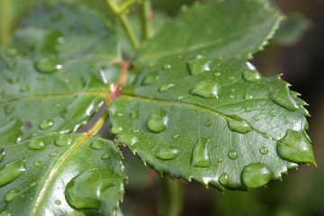 Wassertropfen auf dem Blatt