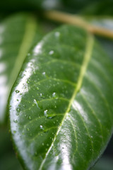 Regentropfen auf dem Blatt 3