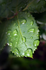 Wassertropfen auf dem Blatt 2