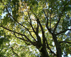 sunlit branches