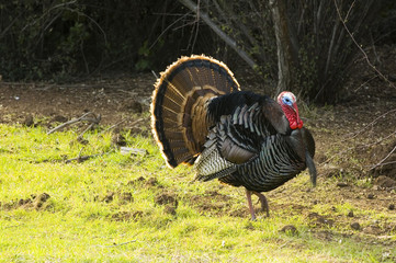 Turkey Tom strutting his stuff