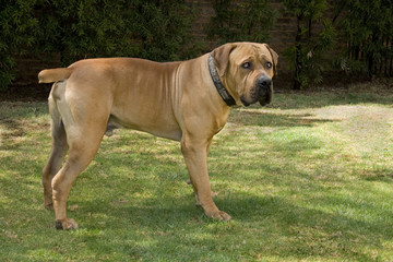 male boerboel dog standing on green grass with  attentive frown - 10153009