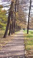 Lane in the park