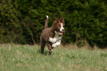 Jeune border collie chocolat et blanc courant heureux