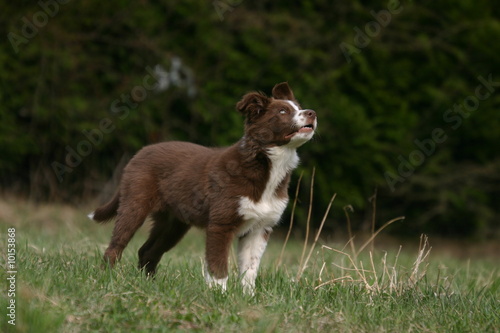 Jeune Border Collie Scrutant Le Ciel Wall Mural Wallpaper Murals Dogs