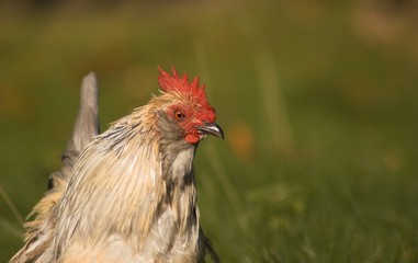 cock