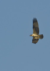 One Osprey is hunting fish in wetland on Korea.
