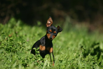 Jeune Pinscher nain craquant