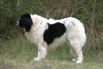 Landseer immobile de profil