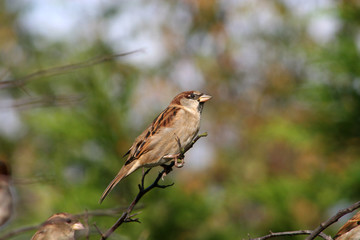 sparrow