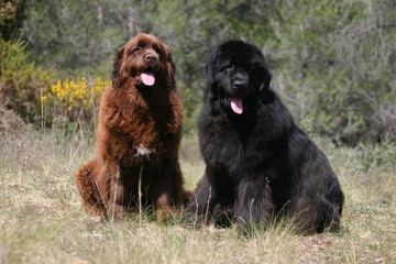 Fototapeta premium couple de terre neuve assis dans l'herbe