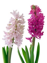 Obraz premium pink and amaranthine hyacinth flowers