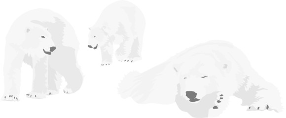 three polar bears, vector illustration