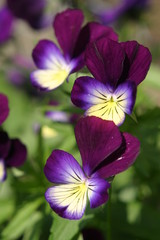Springflowers in a Field shallow DOF