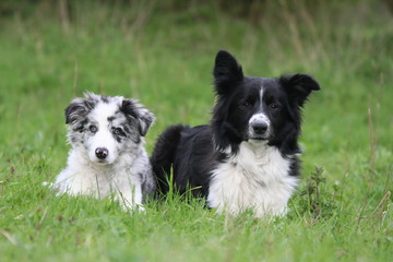 deux jeunes border allongés dans l'herbe