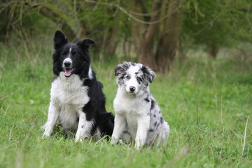 deux jeunes border collie à la campagne