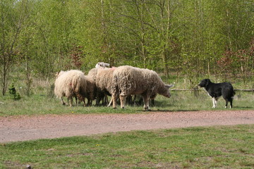 Fototapeta premium le border qui observe un troupeau de moutons