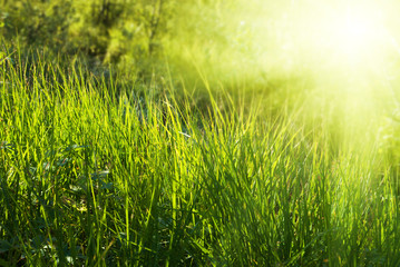sunlight in deep forest