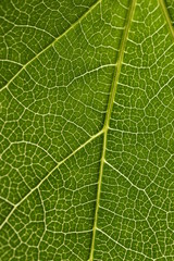 detail of a leaf