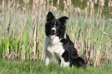 un jeune border assis et fatigué