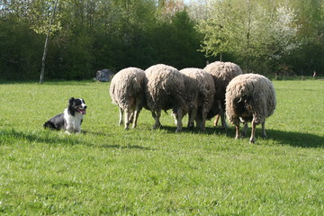 Obraz premium le border collie qui se repose près de son troupeau