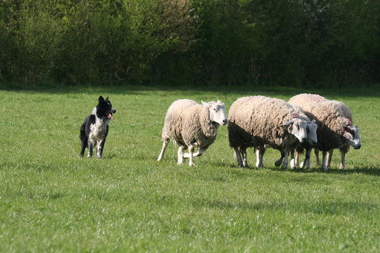 chien qui se prom&egrave;ne avec des moutons
