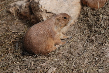 chien de prairie