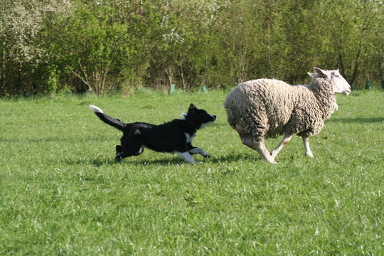 border collie qui court derriere un mouton